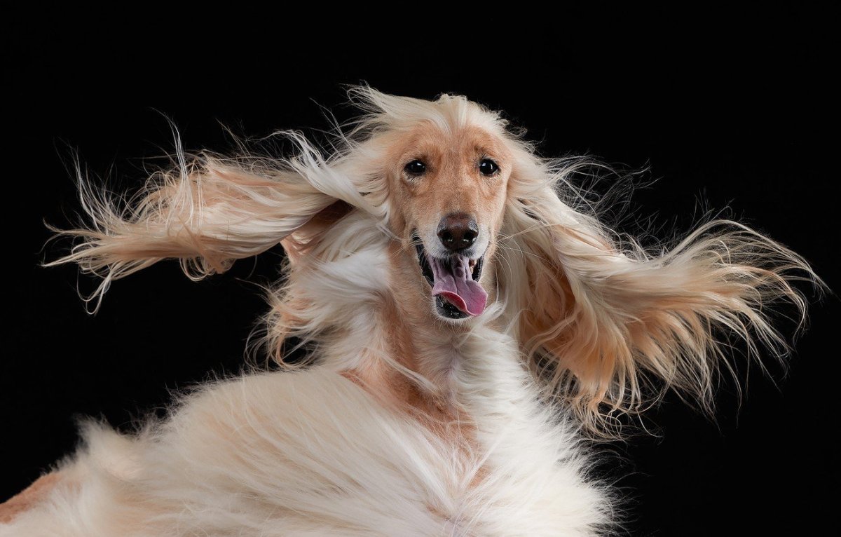 Мальтийская болонка шерсть