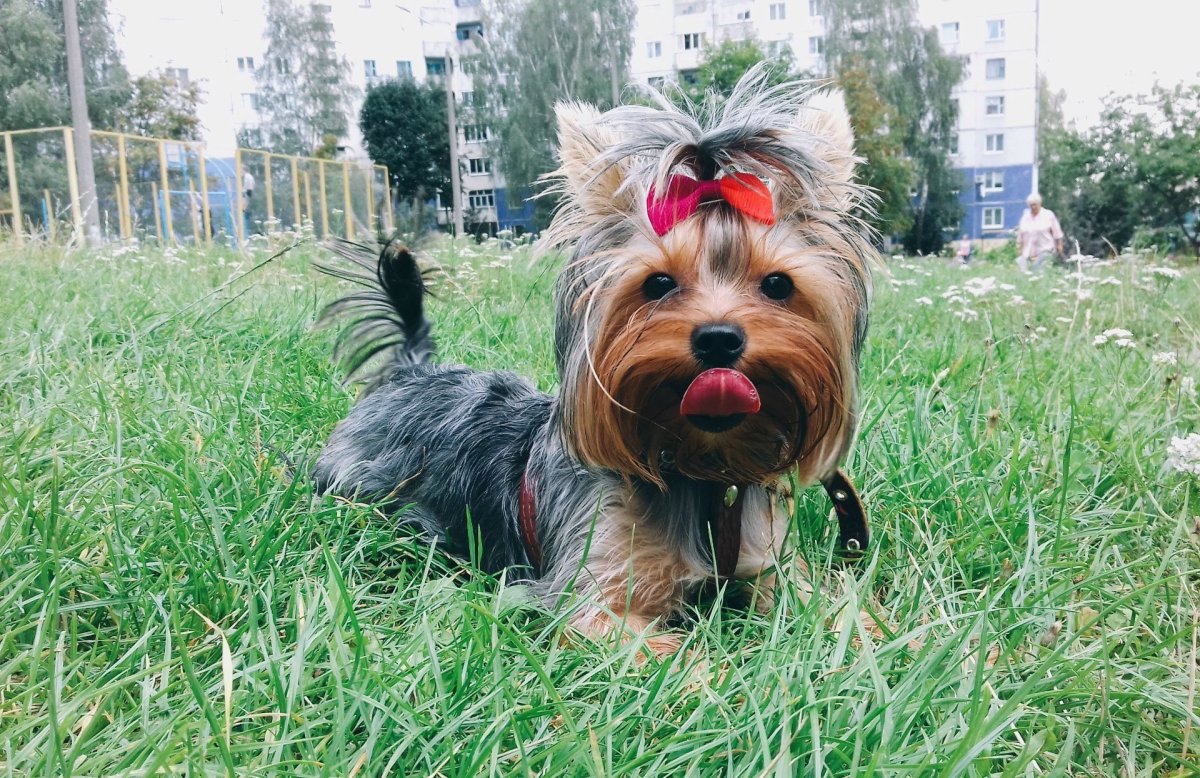 Афганская борзая щенок