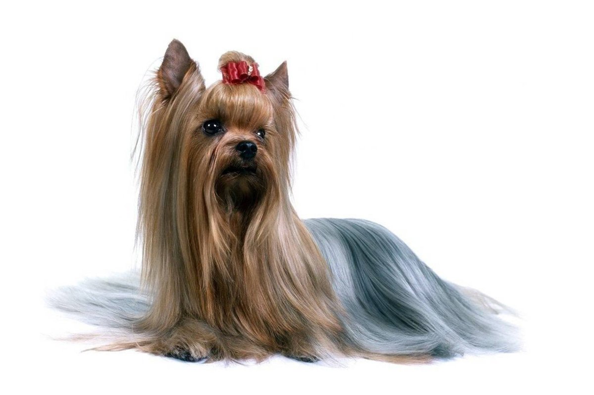 Йоркширский терьер