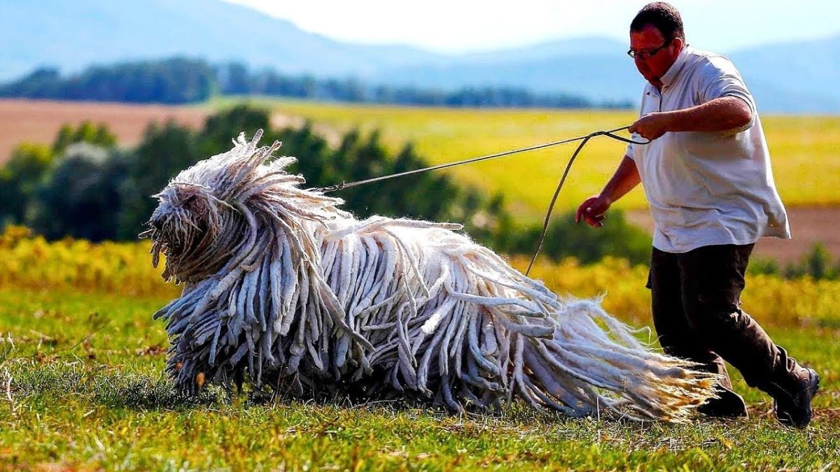 Самоедская лайка шерсть