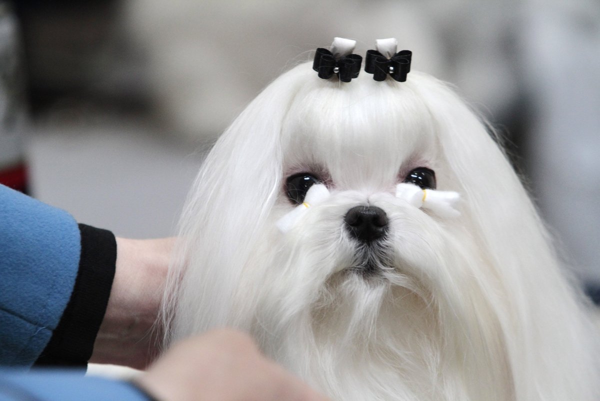 Китайская хохлатая лохматая