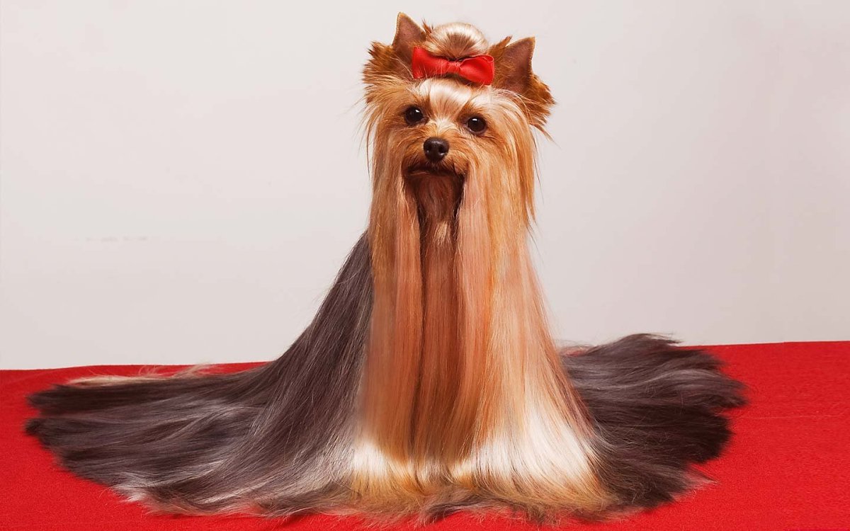 Афганская борзая