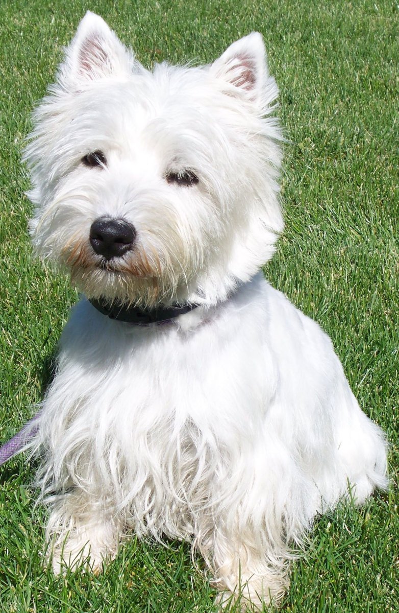 Йоркшир терьер