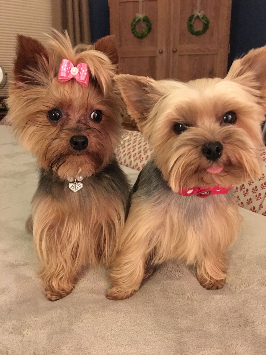 Йоркширский терьер выставочный