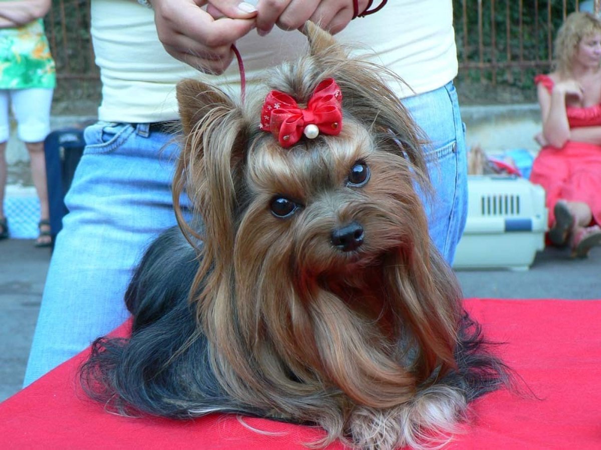 Афганская борзая Нирвана Баттл