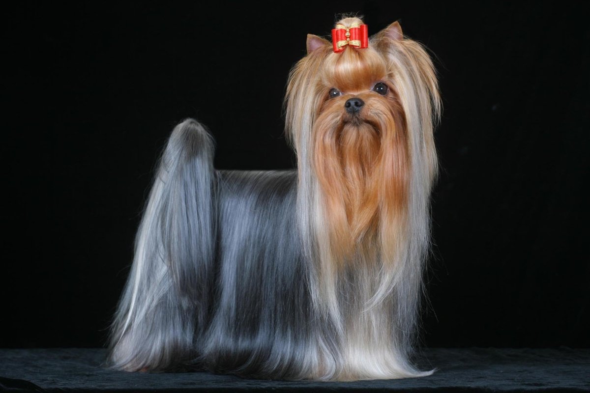 Королевский Йоркширский терьер