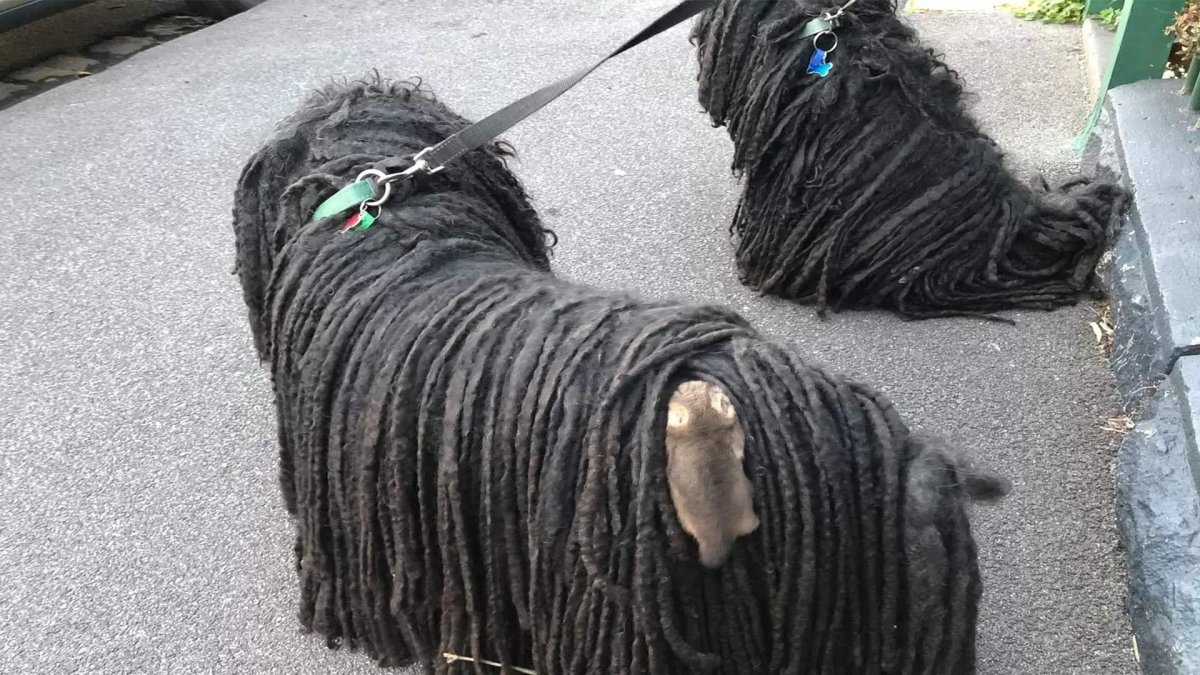 Мальтийская болонка недокус