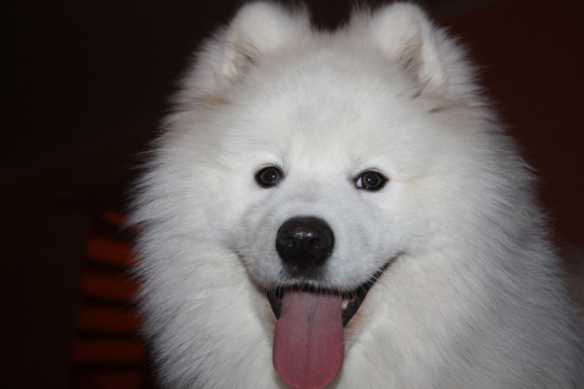 Йоркширский терьер