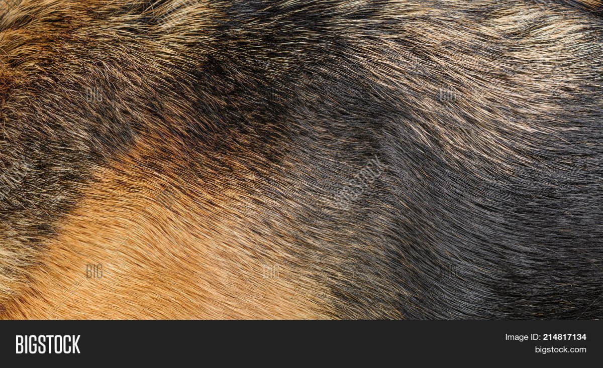 Собака с белой шерстью