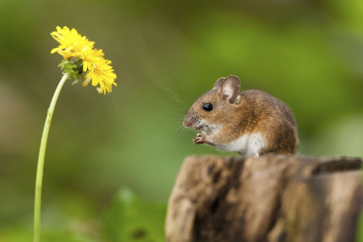 Образ жизни мыши полевки