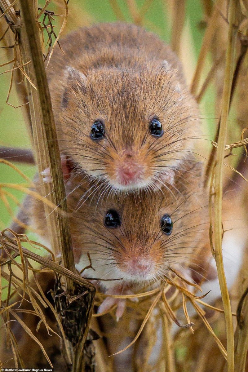 Художник dick Twinney