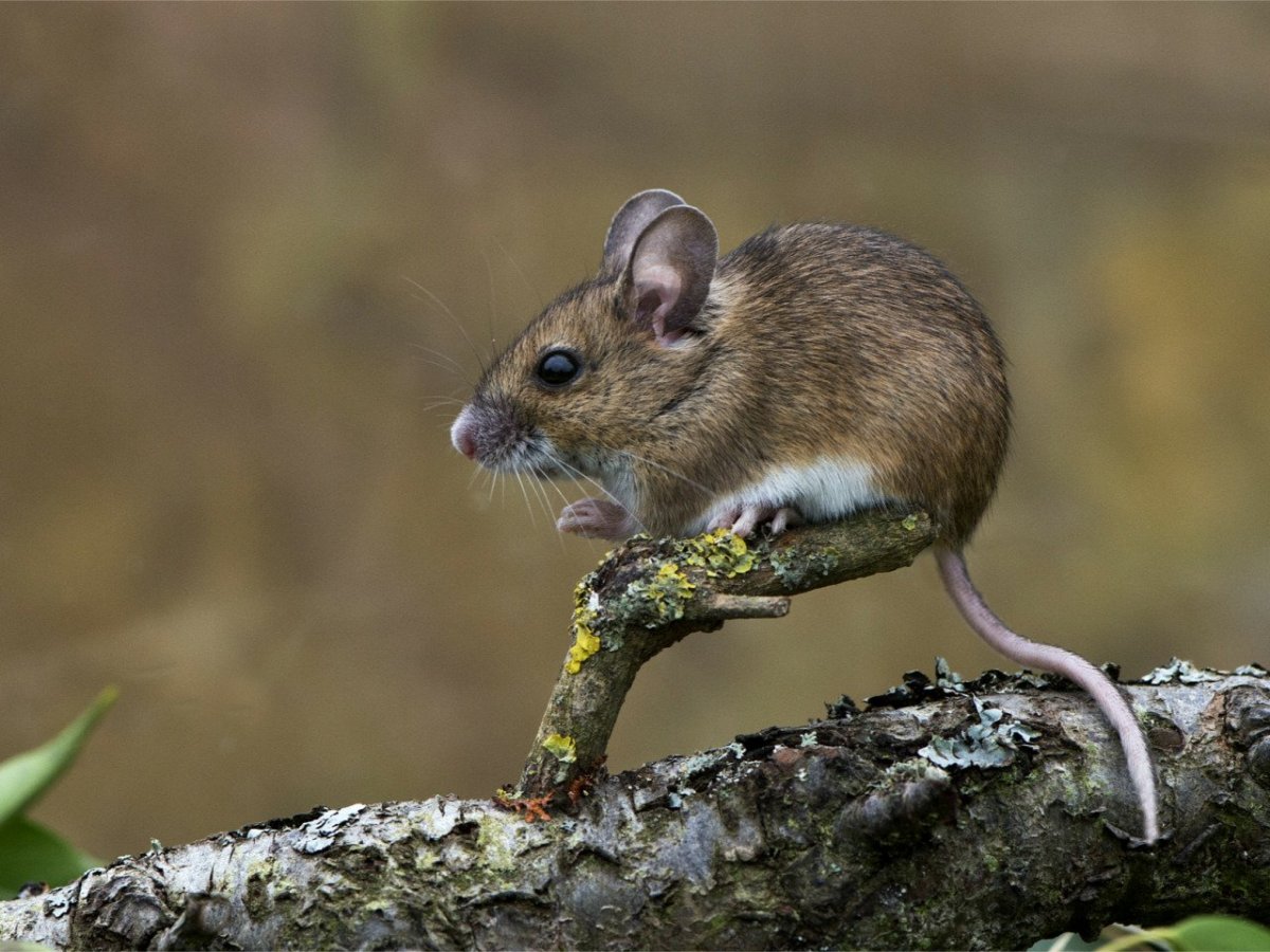 Лесная мышь