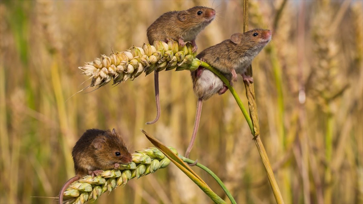 Мышка с зерном