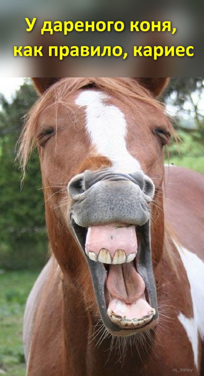 Влюблённые лошади