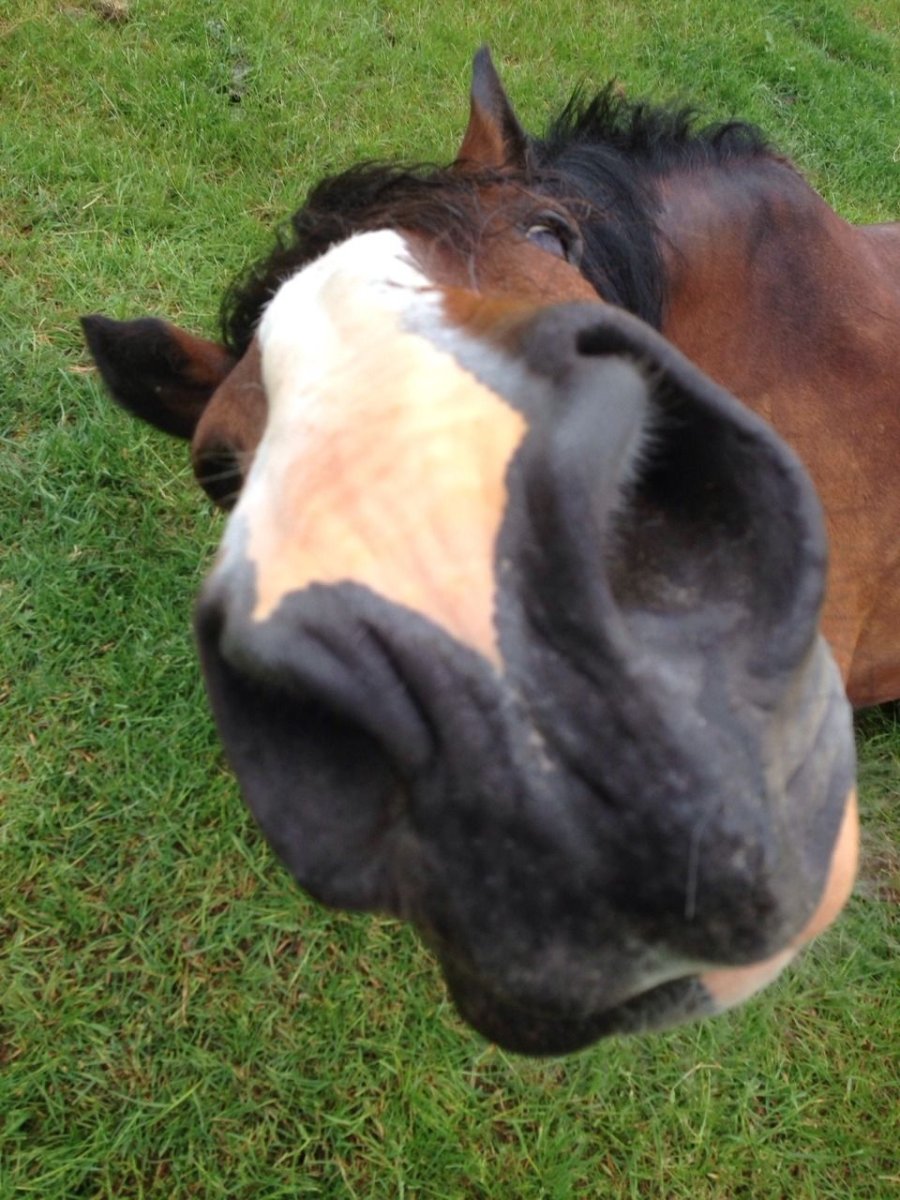 Зубастый конь