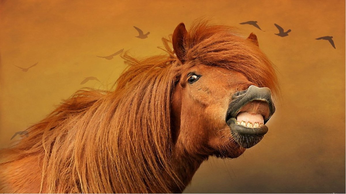 Позитивный конь