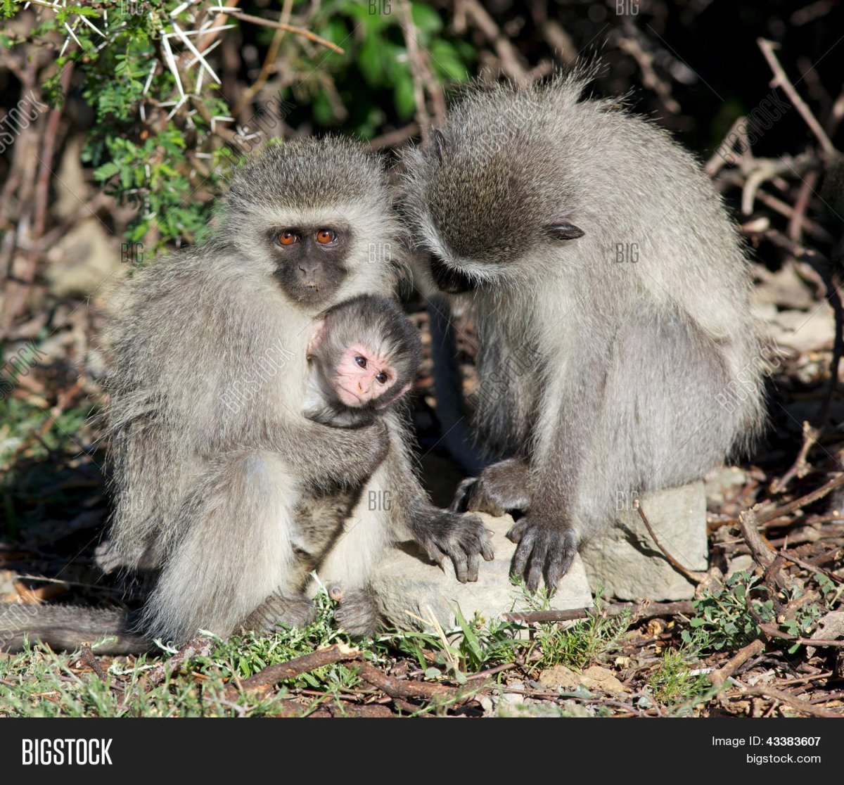 A female Vervet Monkey