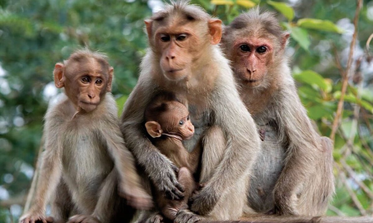 Семейство макак