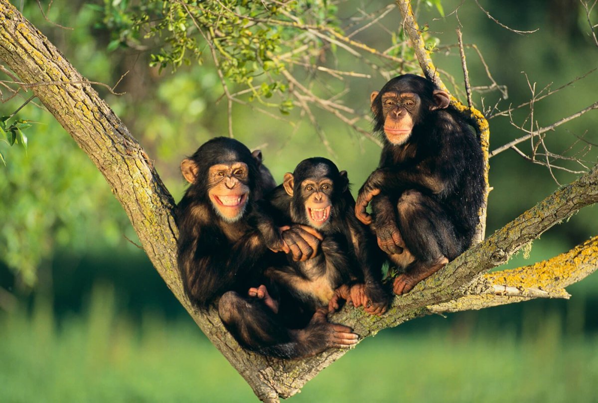 Семейство обезьян