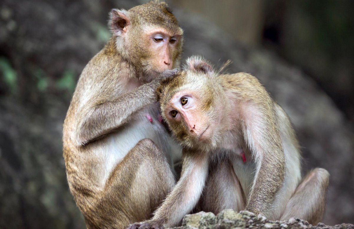 Симиальная (Обезьянья)