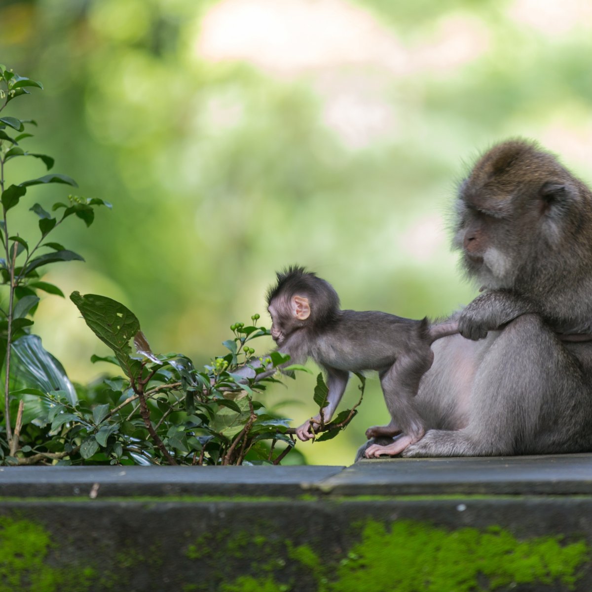 Кунац маймун
