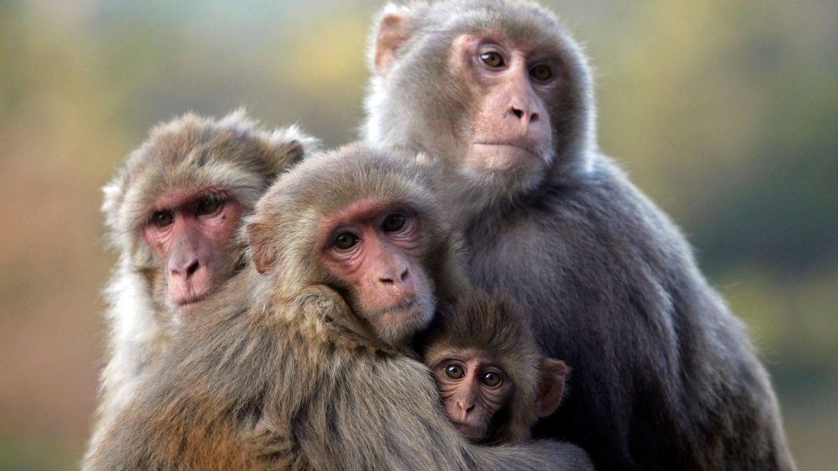 Индийская мартышка