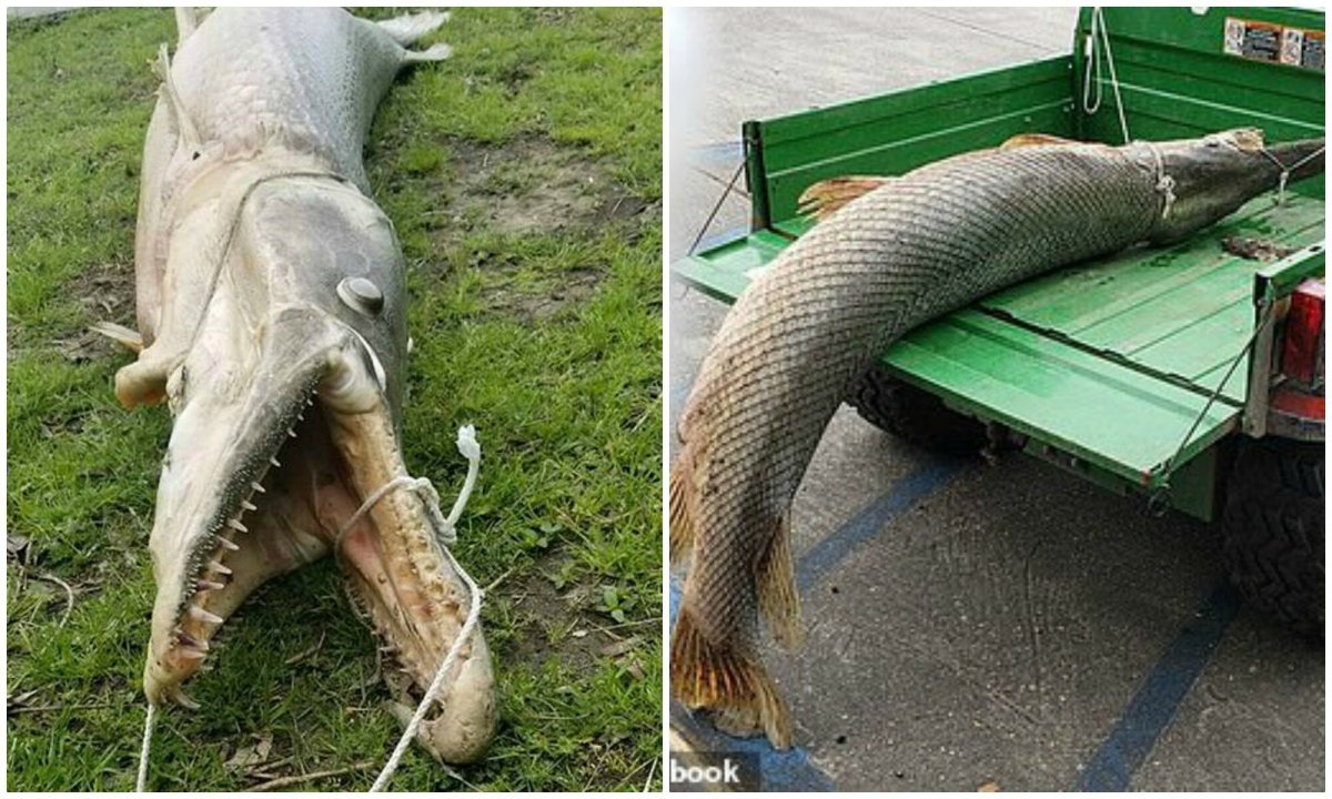 Американская панцирная щука