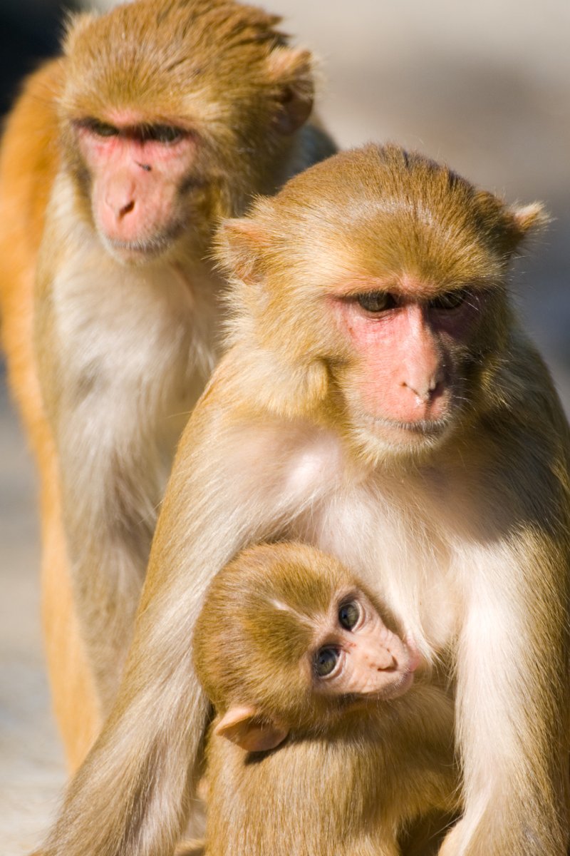 Обезьяна мангобей