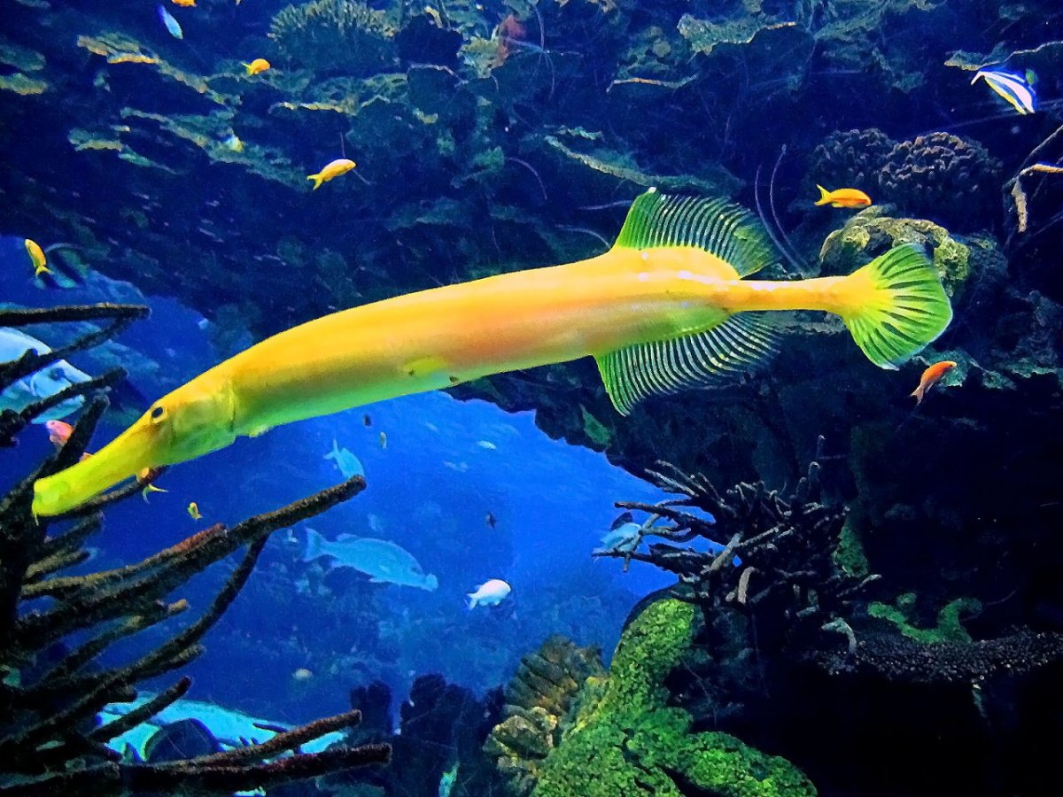 Рыба флейта красное море