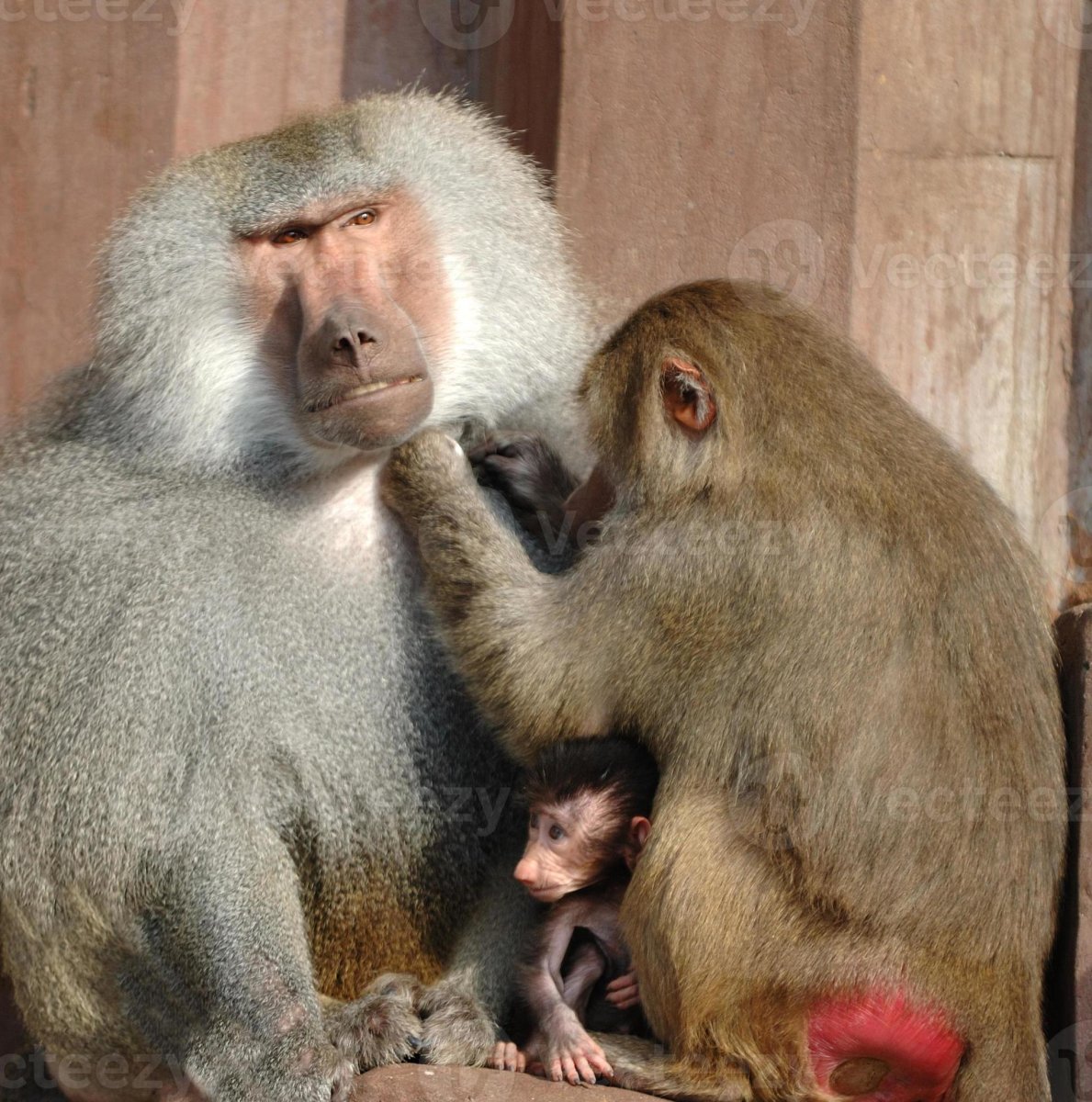 Мама и папа обезьяны