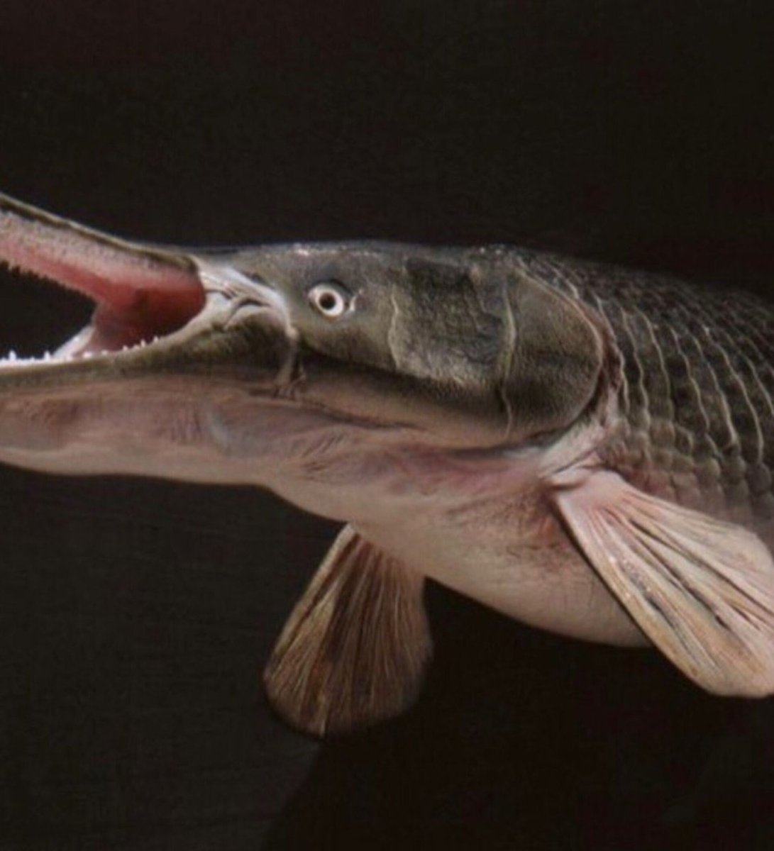 Панцирная щука