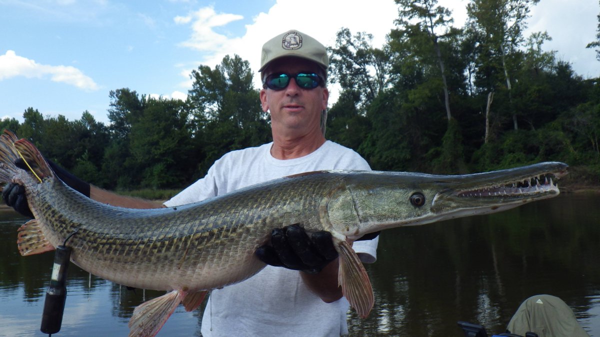 Рыба Аллигатор Сарган