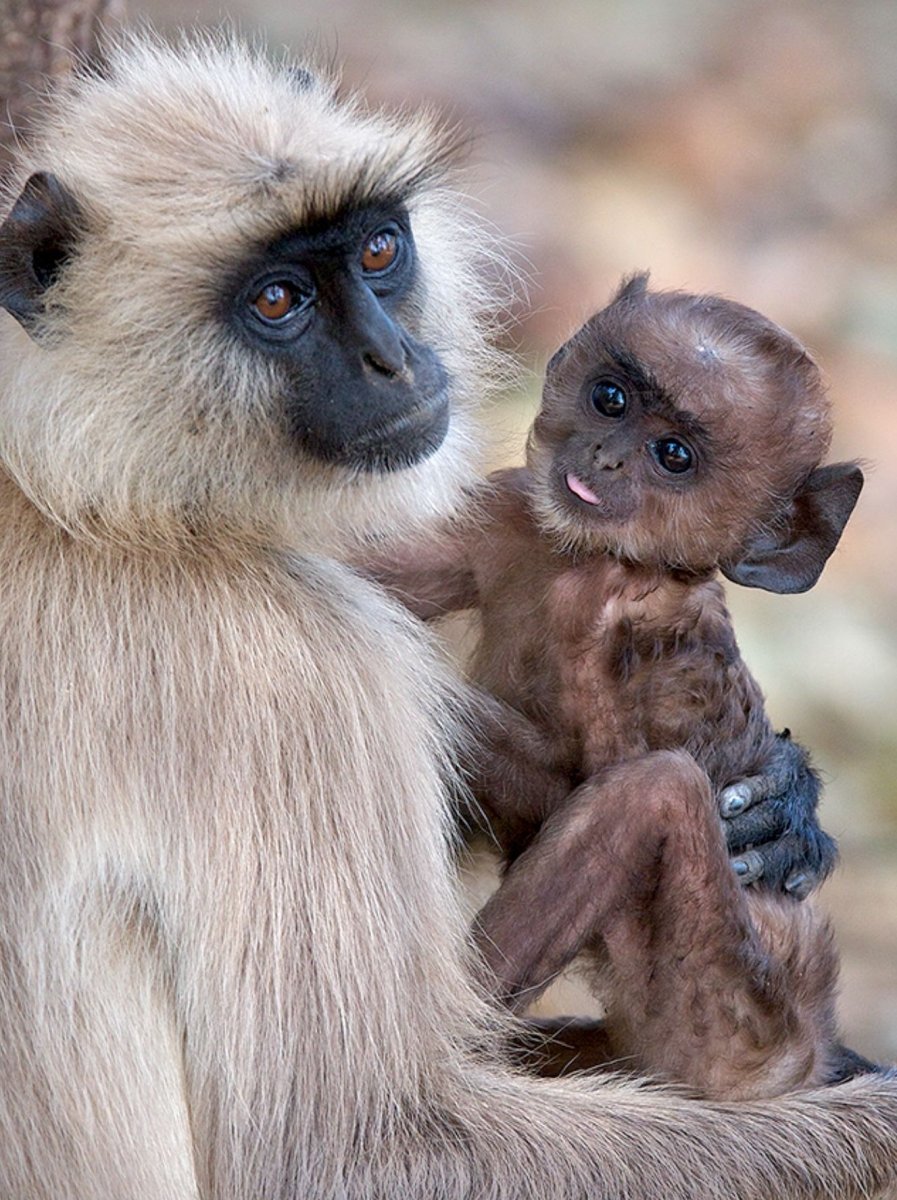 Обезьяна белоголовый Лангур