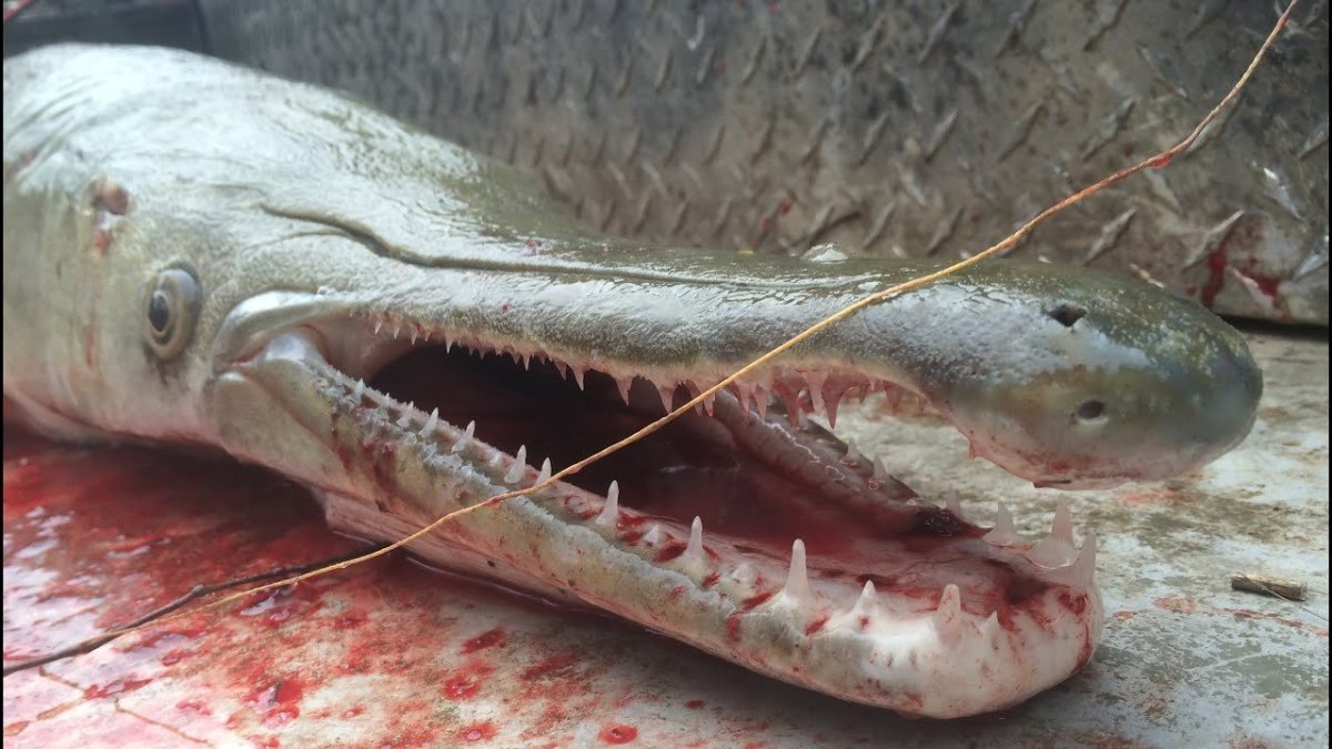 Панцирная щука Аллигатор