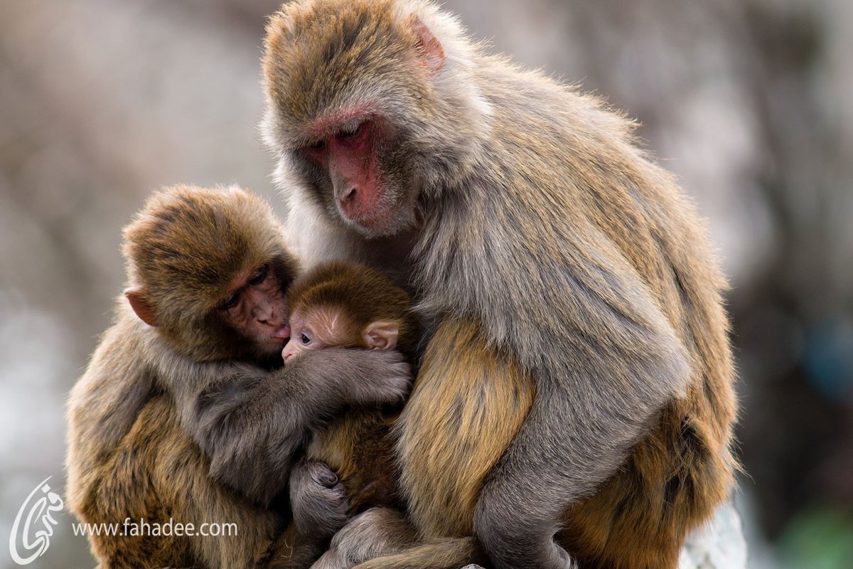 Две обезьяны