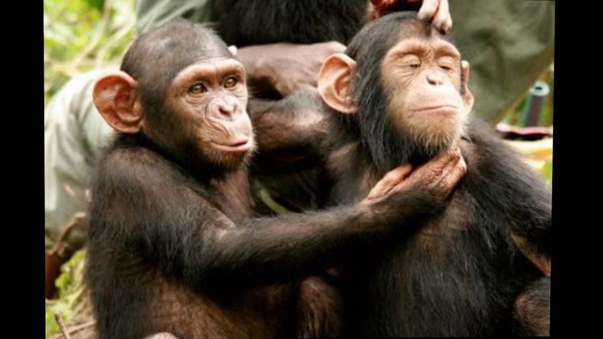 Ассамский макак