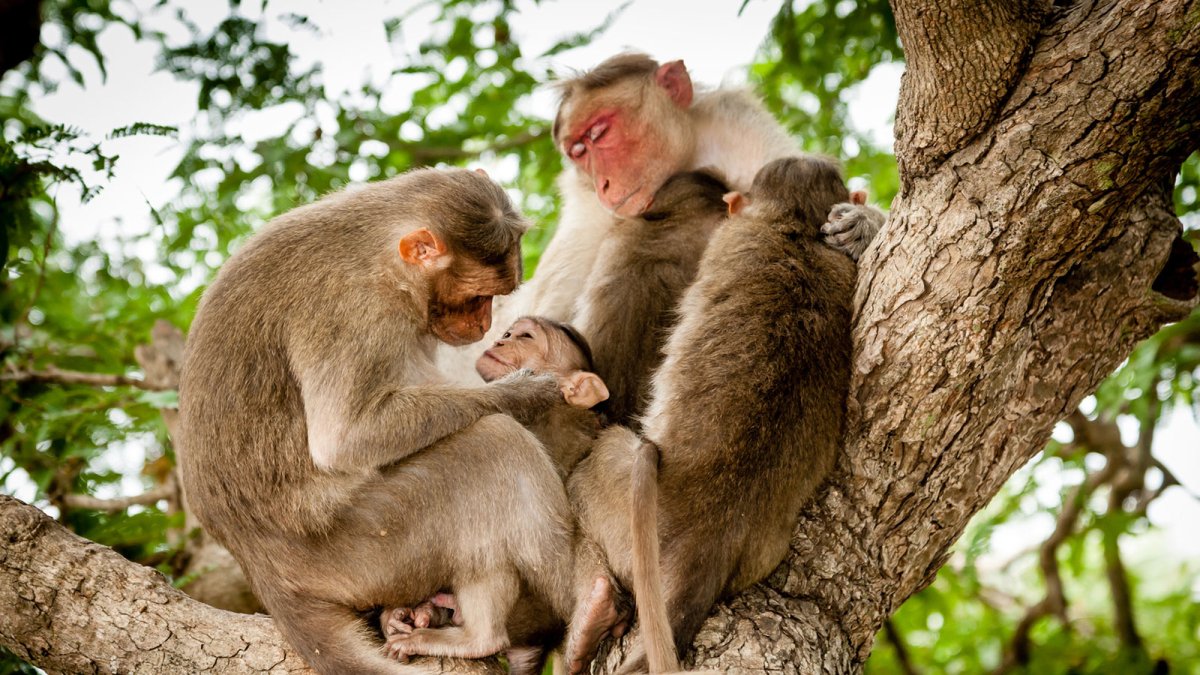 Толпа орангутангов