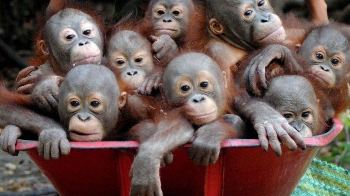 Фото семьи обезьян трех поколений