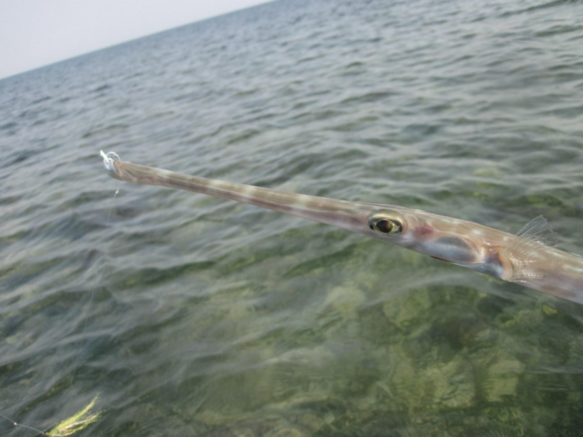 Странные животные