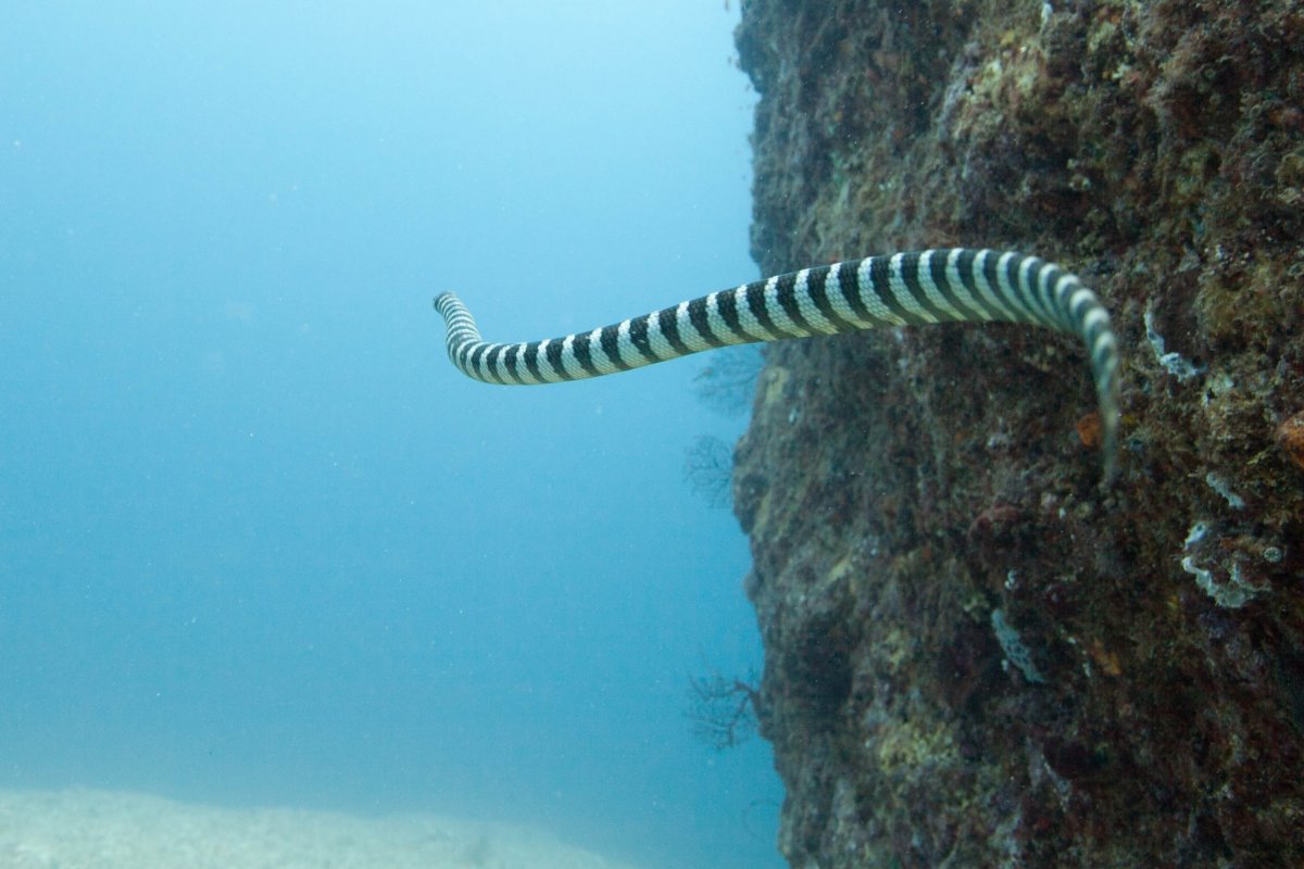 Banded Snake eel