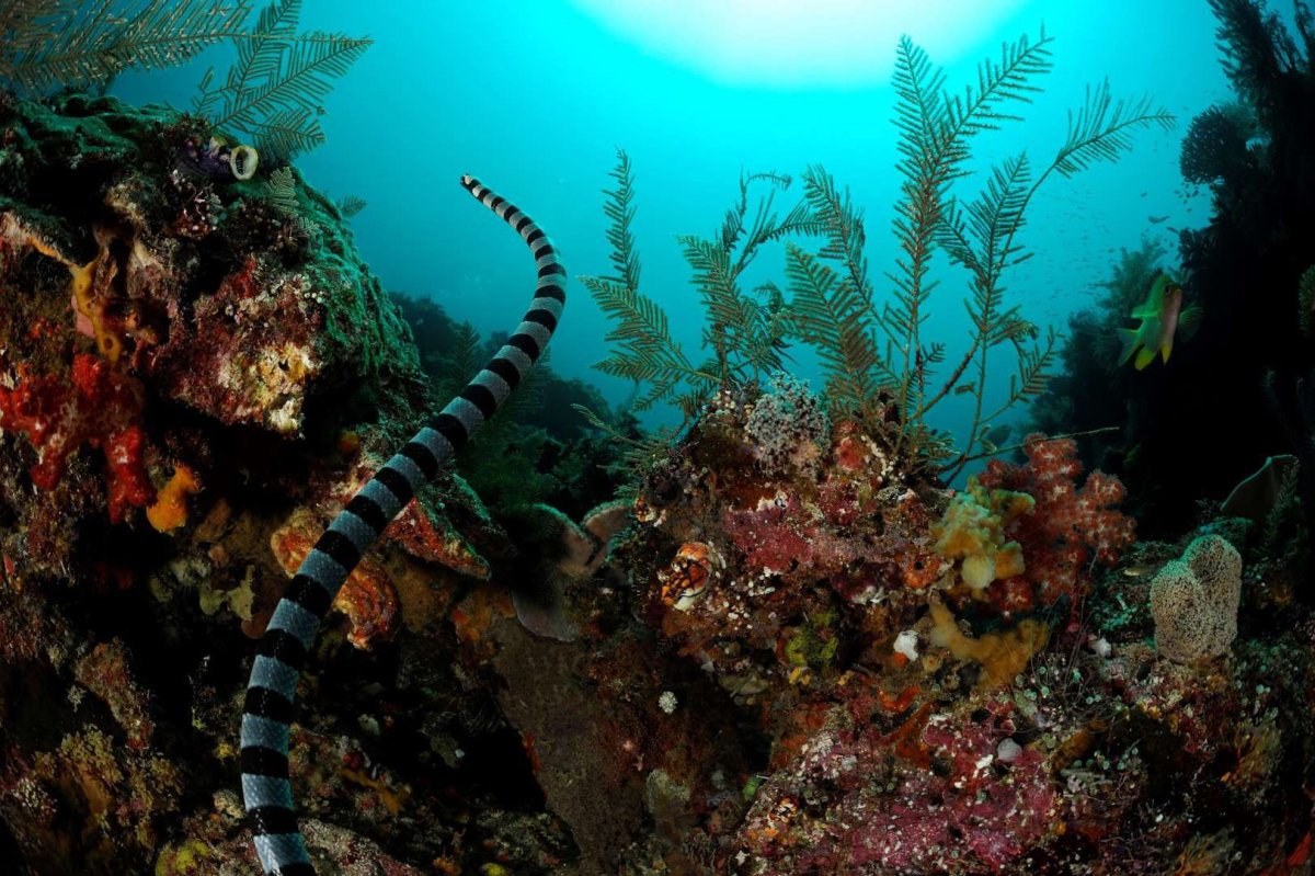 Морской Крайт плоскохвост