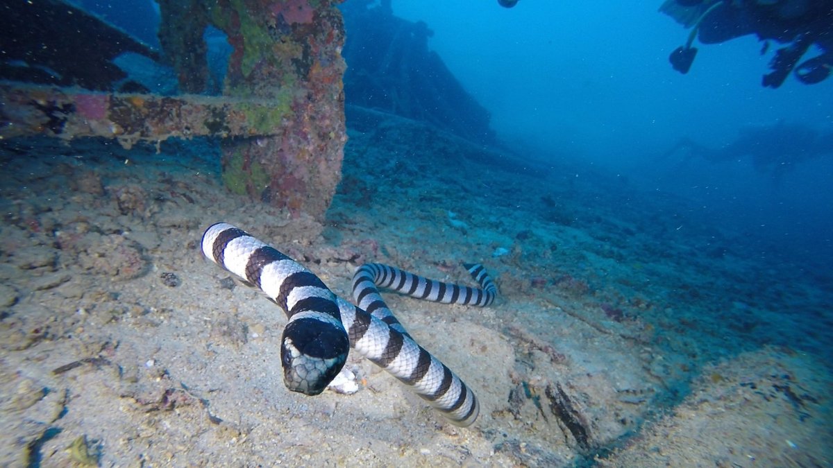 Морской Крайт плоскохвост