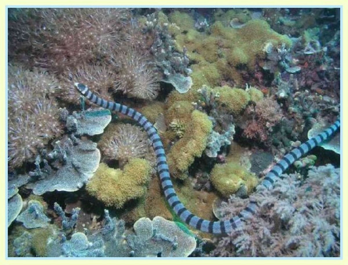 Австралийская морская змея