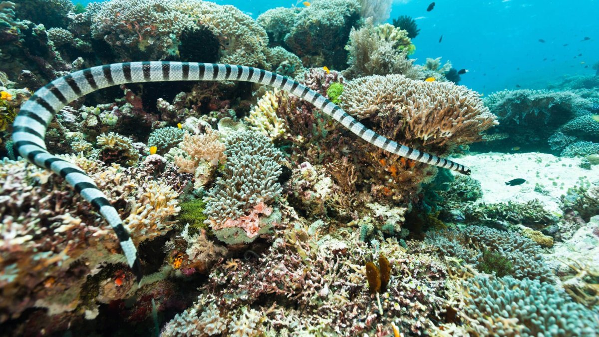 Змея Белчера