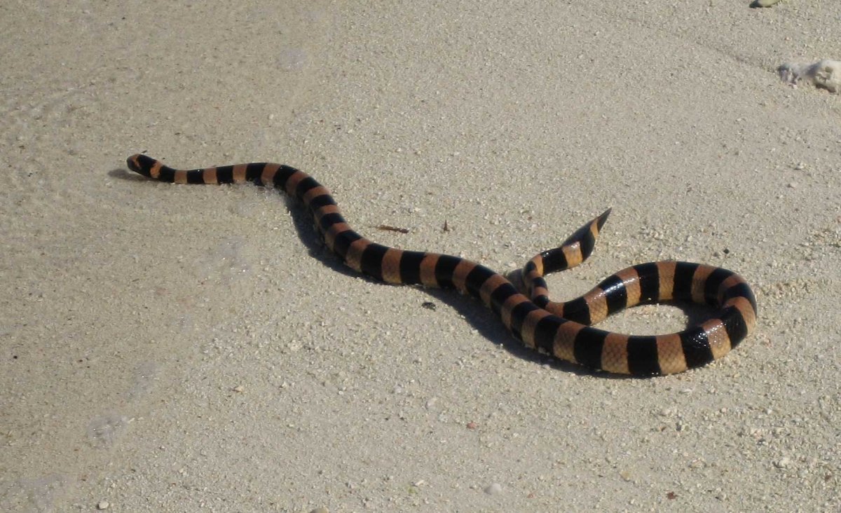 Морские змеи на Мальдивах