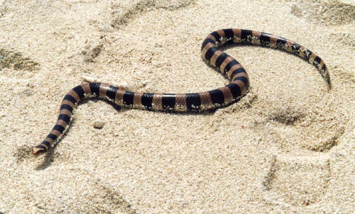 Морская змея Дюбуа