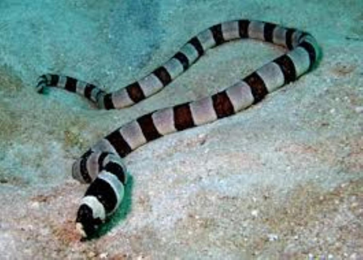 Угорь полосатый и морской Крайт