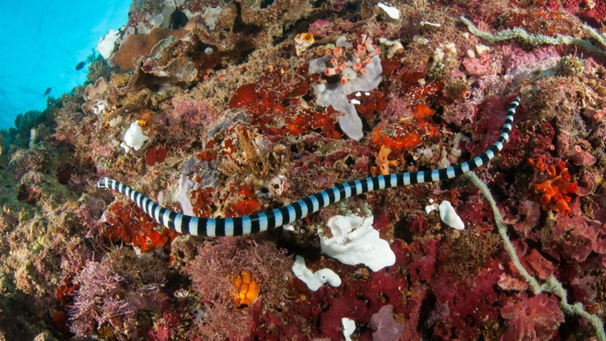 Морская змея Дюбуа