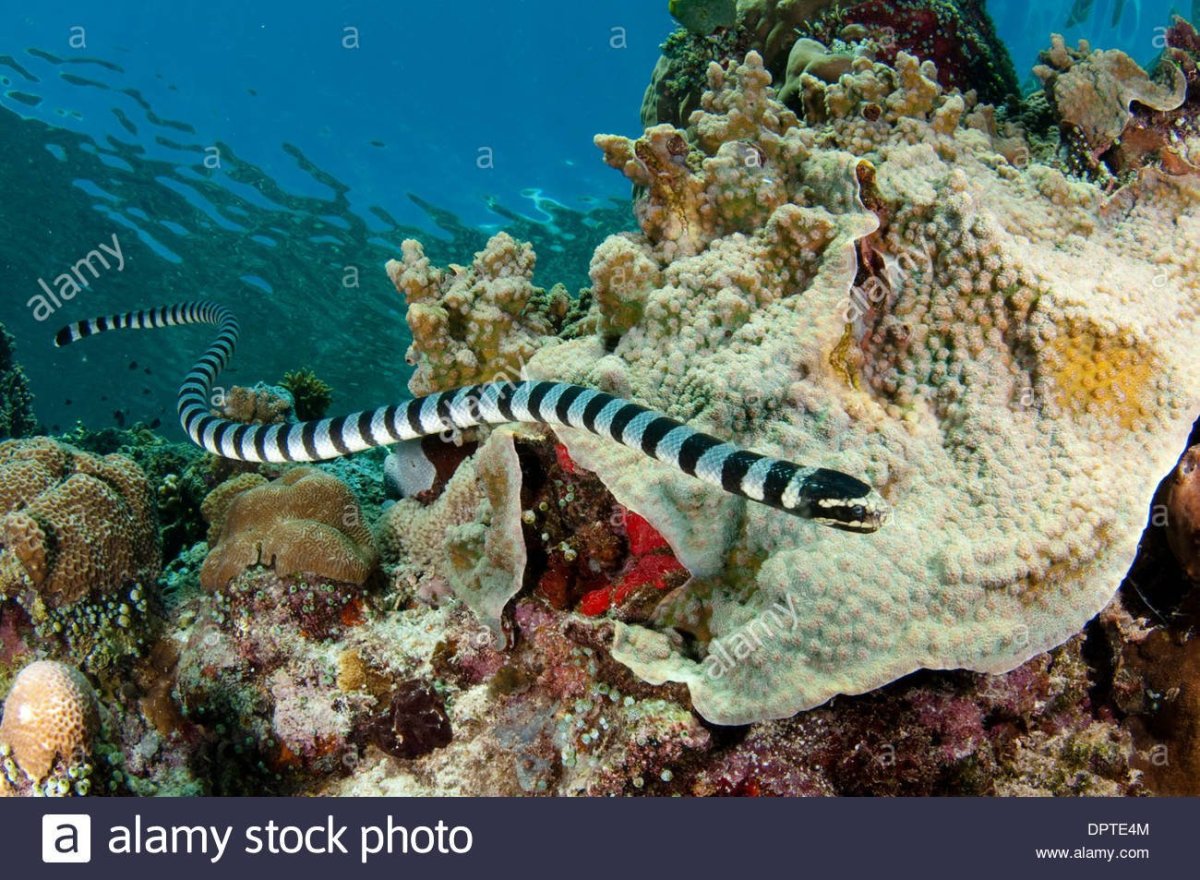 Морской Крайт змея