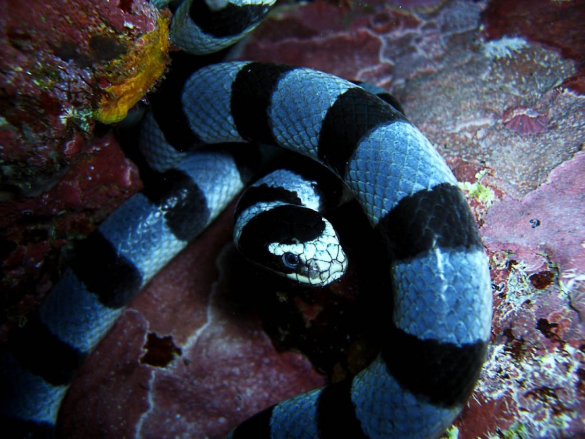 Водяные змеи на Мальдивах